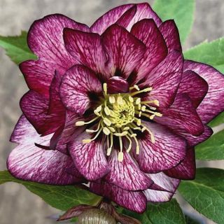 Whirlwind Romance Helleborus Thumbnail